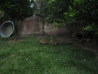 /album/granjas-integrales-productivas/aves-exoticas-jpg/